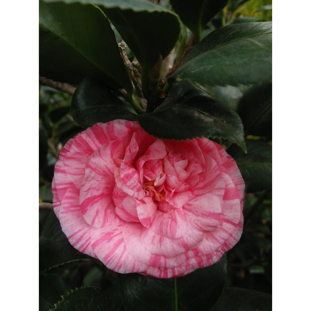 Bibit Bunga Camelia pink sembur - Tanaman hias camelia - bibit tanaman kamelia asli cangkok