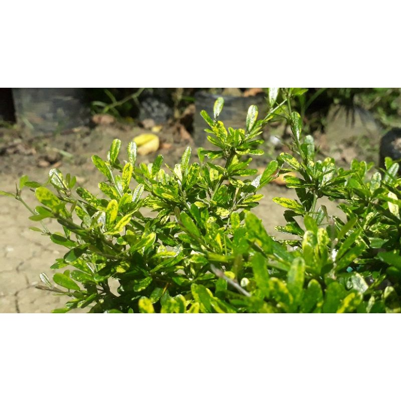 saeng simbur super micro vietnam Golden