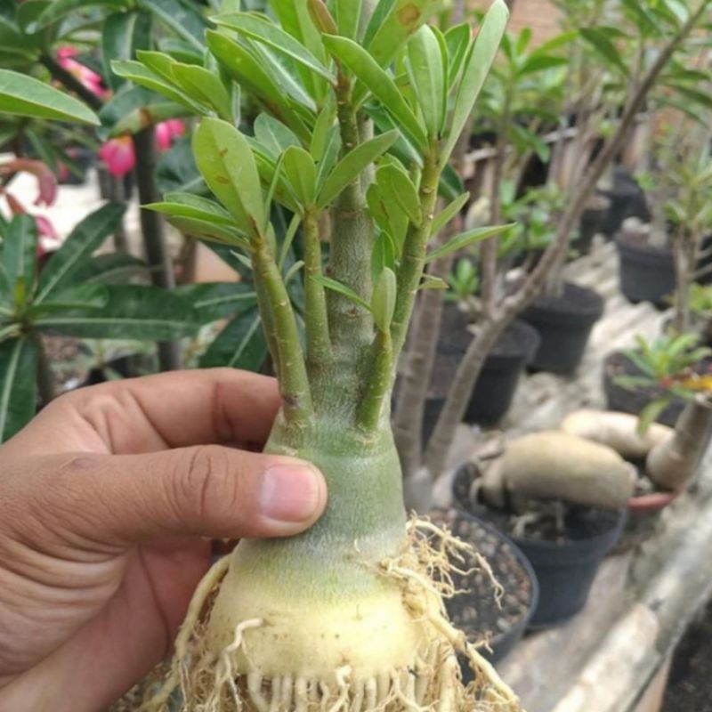 bibit bahan bonsai adenium bonggol besar Kamboja Jepang