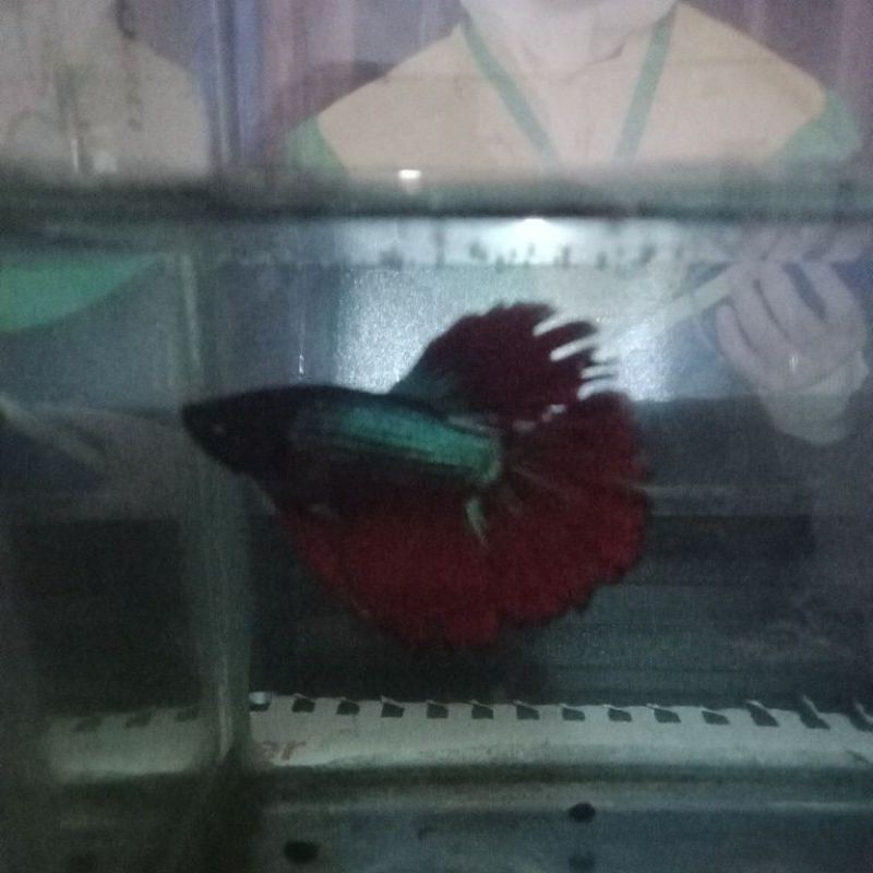 

Halfmoon Jantan siap brended