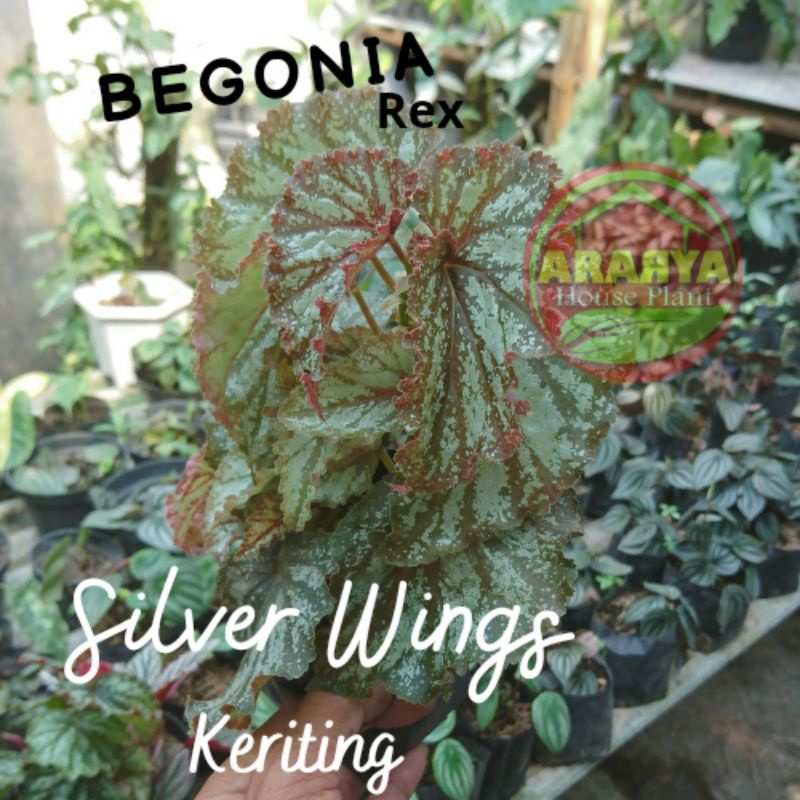 Begonia Silver Wings Keriting Tanaman Hias Begonia Rex Rawatan Sendiri