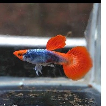 ikan hias Guppy platinum koi