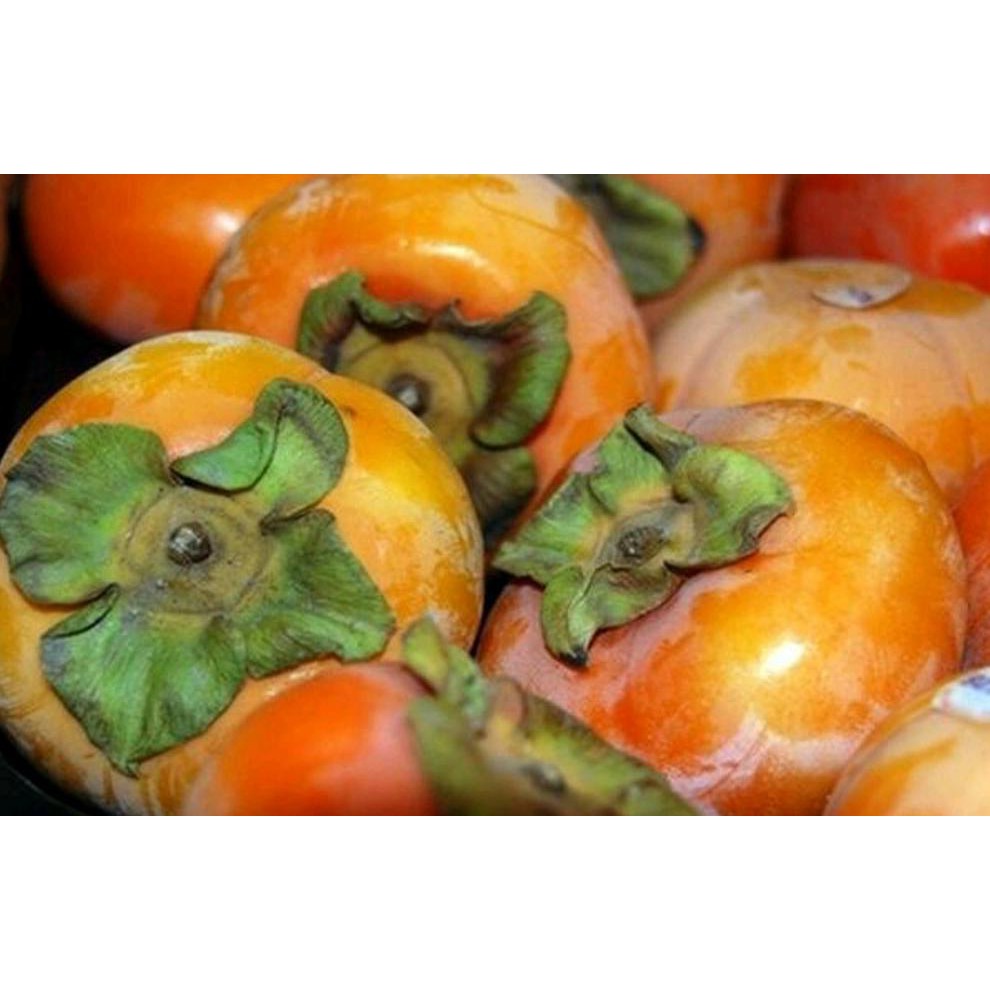 #_* BIBIT BUAH KESEMEK SUPER JUMBO R01