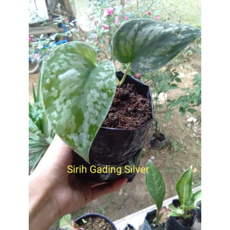 Scindapsus/sirih Gading Silver