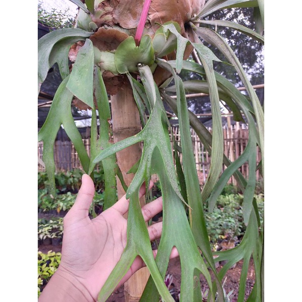 tanaman hias paku tanduk rusa - Platycerium - pakis tanduk rusa