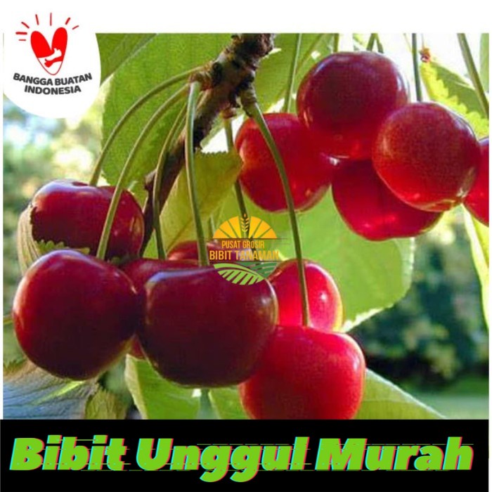 Bibit cherry vietnam