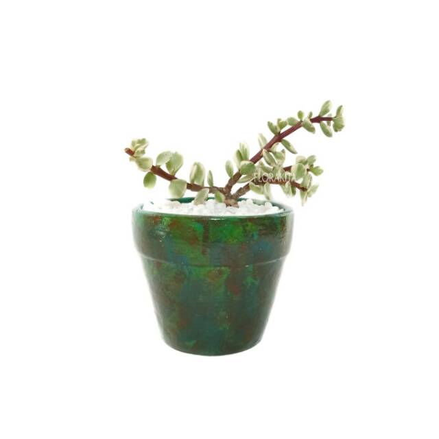 Pot Tanah Liat/Clay Pot Grow