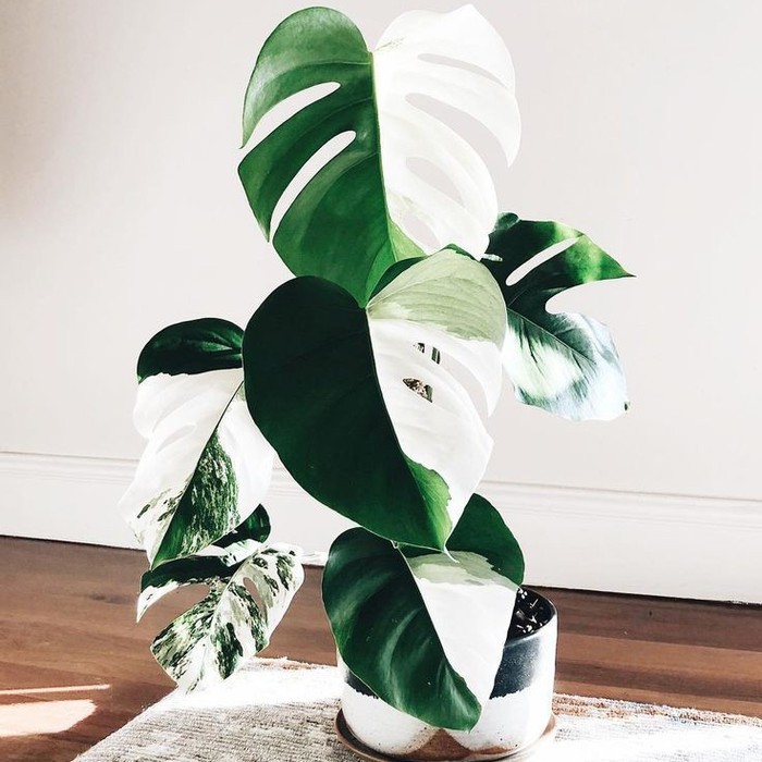 Bonggol monstera variegata - BIBIT tanaman monstera variegata