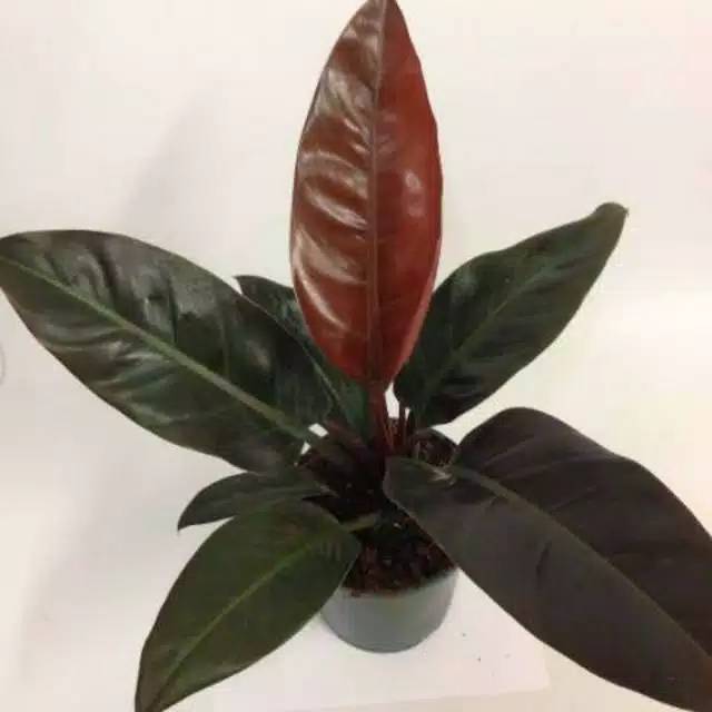 Bunga PHILODENDRON IMPERIAL RED