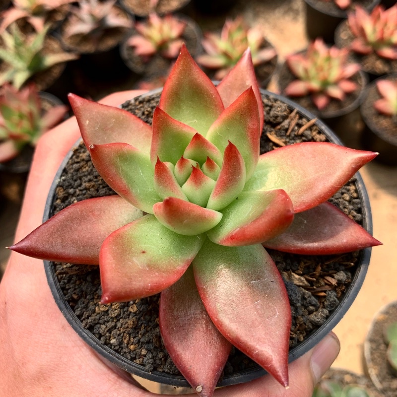 Agavoides Frank Reinelt (import)