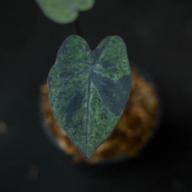 colocasia black marble