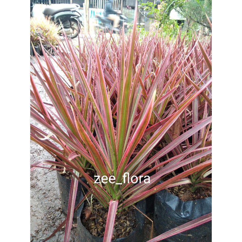 pohon tanaman tricolor merah