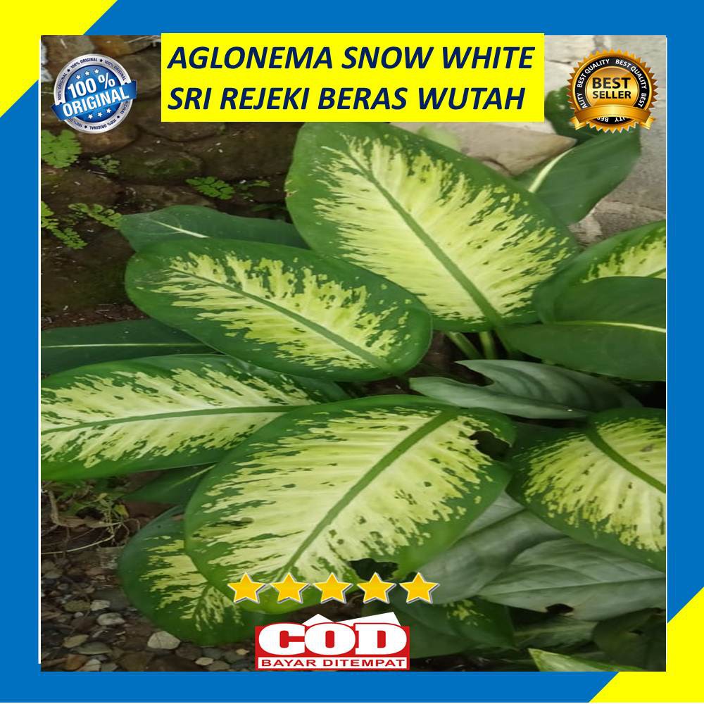 Aglonema Snow White Tanaman Hias Daun Sri Rejeki Beras Wutah