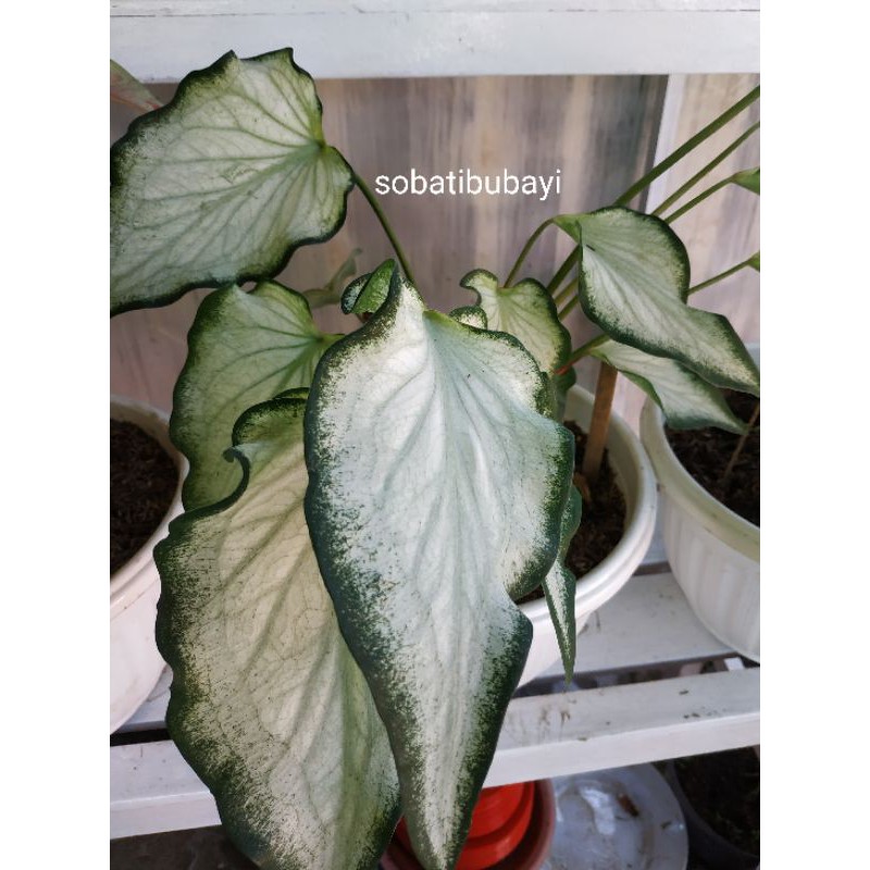 Keladi Infinity White Night / Keladi susu / White Ruffles Keris Putih / white tissue / keladi hybrid