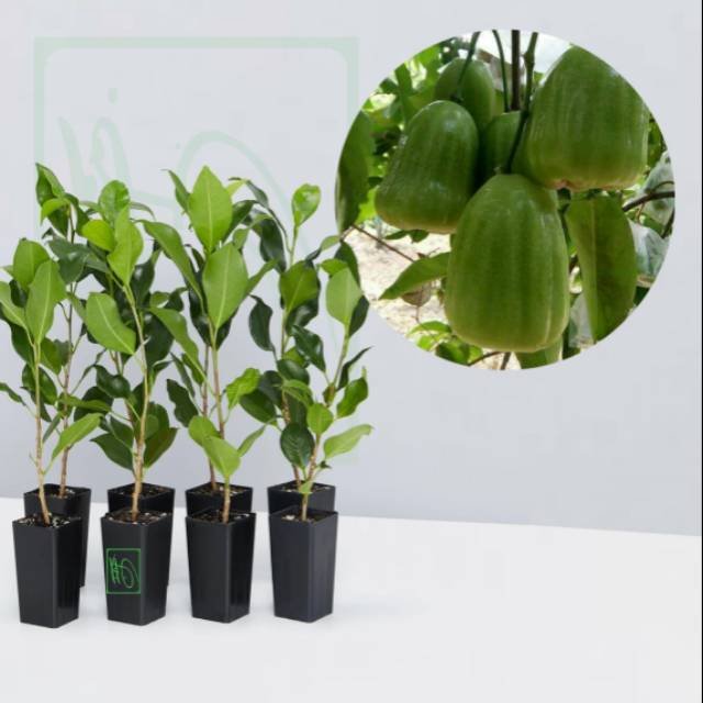 TANAMAN BUAH JAMBU AIR KHIOJOK