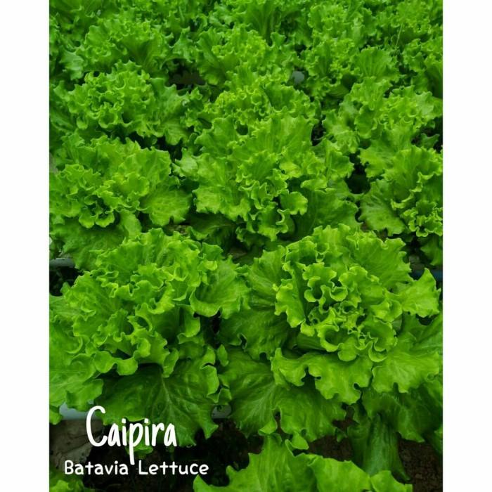 benih bibit selada caipira lettuce batavia 1 gram kemasan original