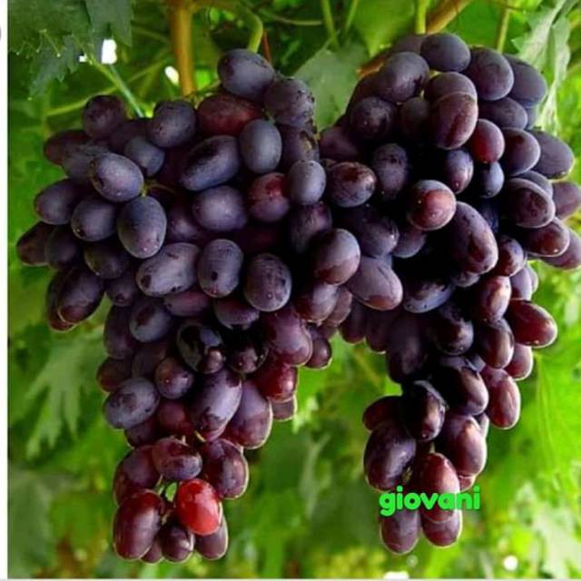 Bibit anggur import gio vani