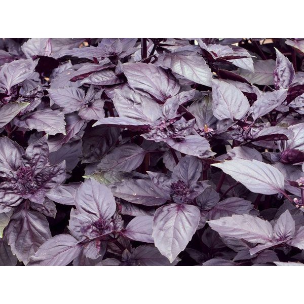 Benih Bibit Biji - Basil Purple Dark Opal Herb Seeds - IMPORT (10 Biji)