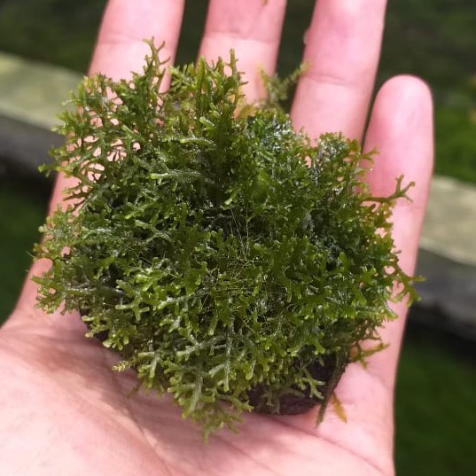 Moss Riccardia Wabikusa Ricardia - Tanaman Aquascape Mini Pelia
