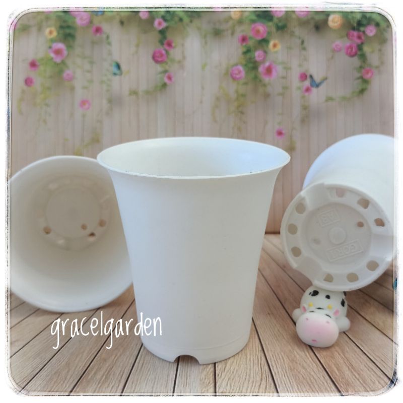 Pot 8 Gori A8C Putih Bulat Mirip NKT Tanaman Kaktus Sanse Sukulen