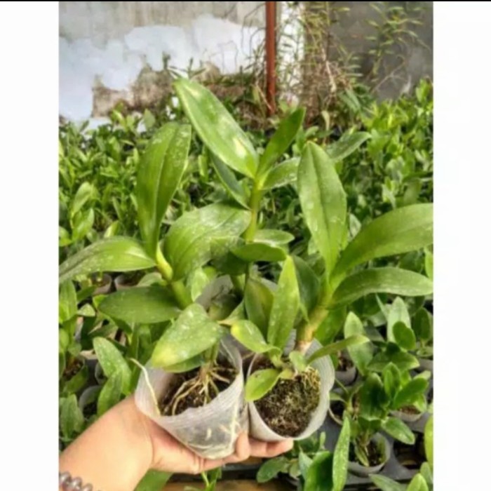 Paket (A.4) 5pcs Seedling Anggrek Dendrobium Hybrid - Tanaman Hias