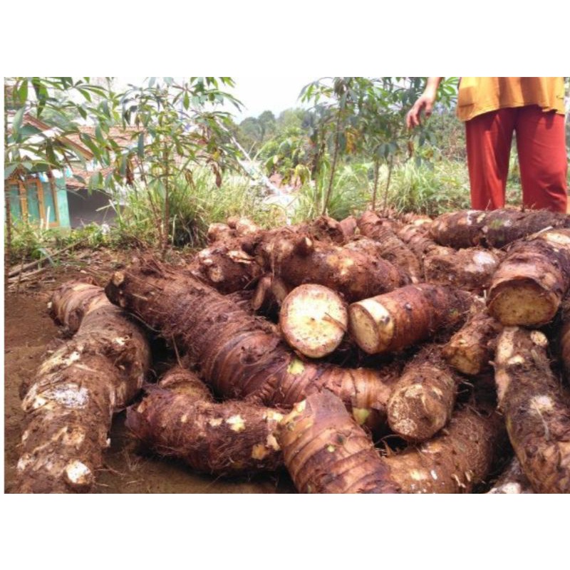 TALAS BENENG | TALAS BENENG UMBI | TALAS BENENG BIBIT (1kg)