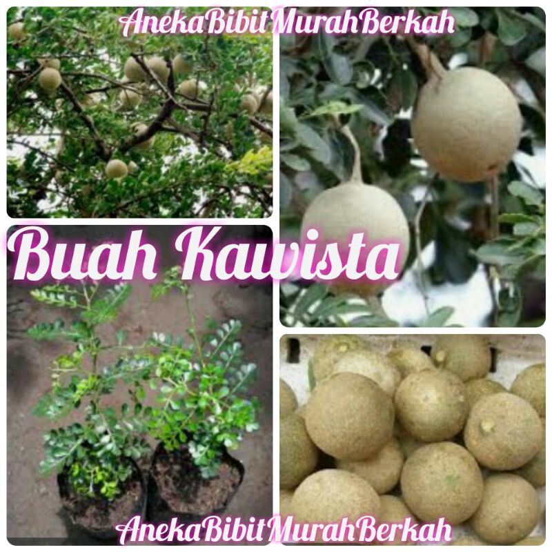 Bibit Buah Kawista