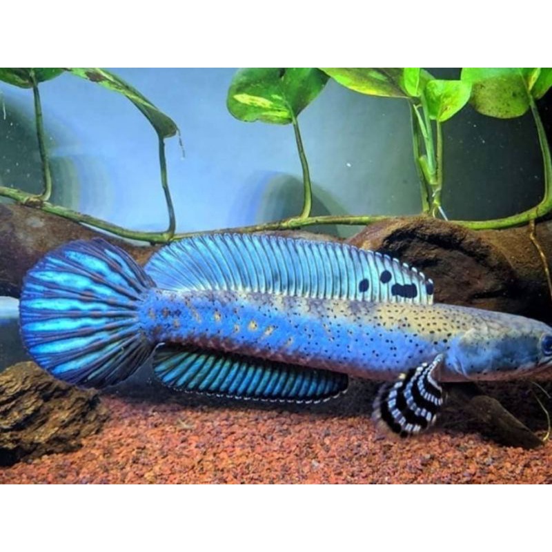 chana blue pulchra 18 cm