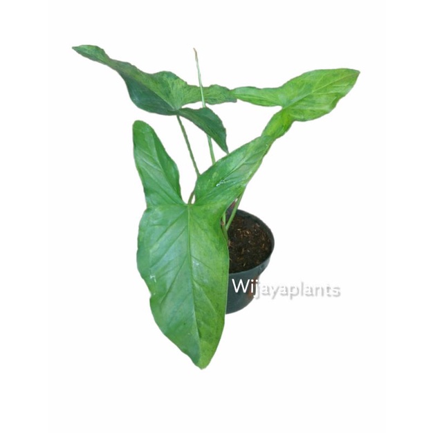 PHILODENDRON MOJITO PHILODENDROM EPIPRENUM MOJITO