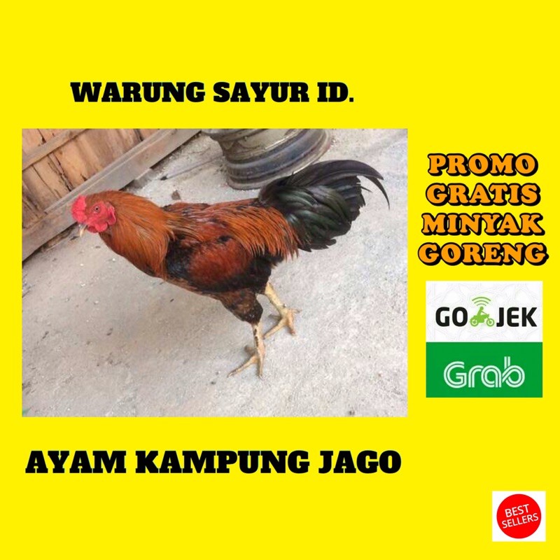 

AYAM KAMPUNG JAGO BESAR