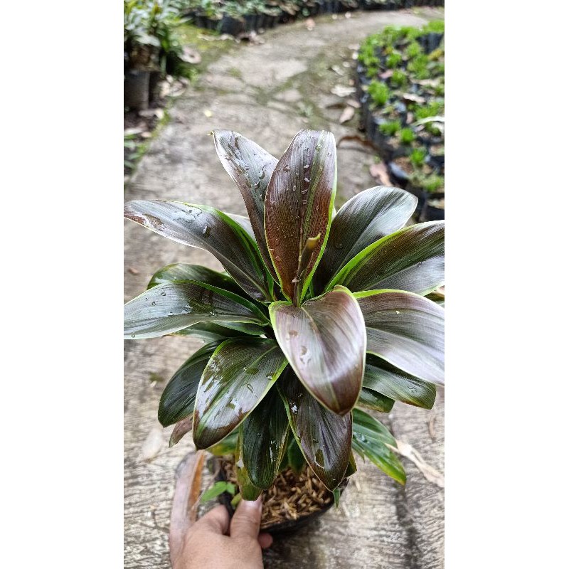 

Cordyline Chocolate Queen