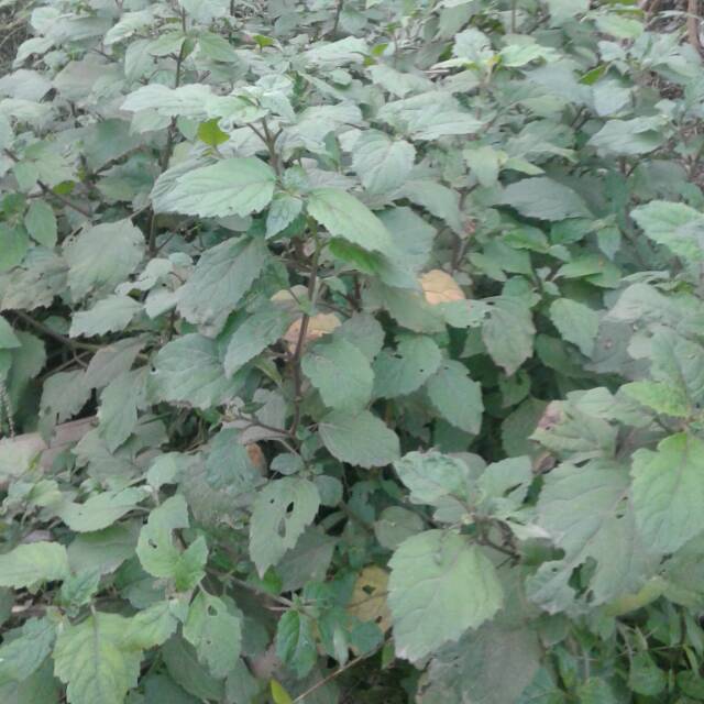 

500 gr daun dilem segar herbal