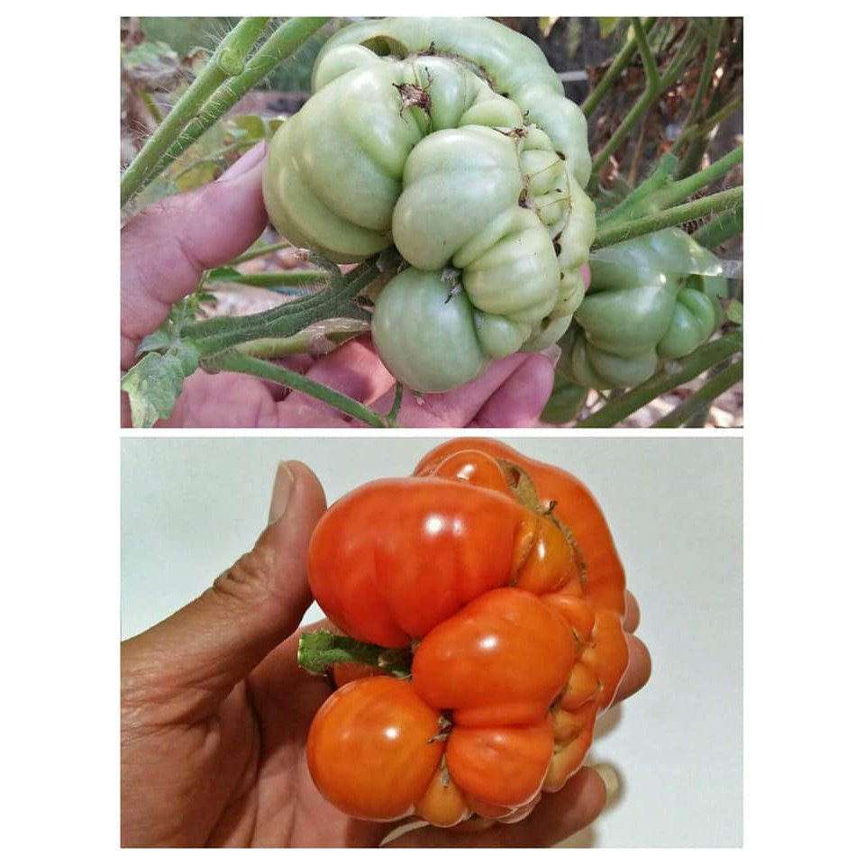 Benih Bibit Biji - Tomat Mutant Tomato Seeds