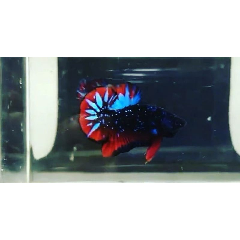 ikan cupang avatar gordon