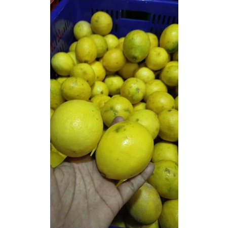 

Lemon California Murah 1kg
