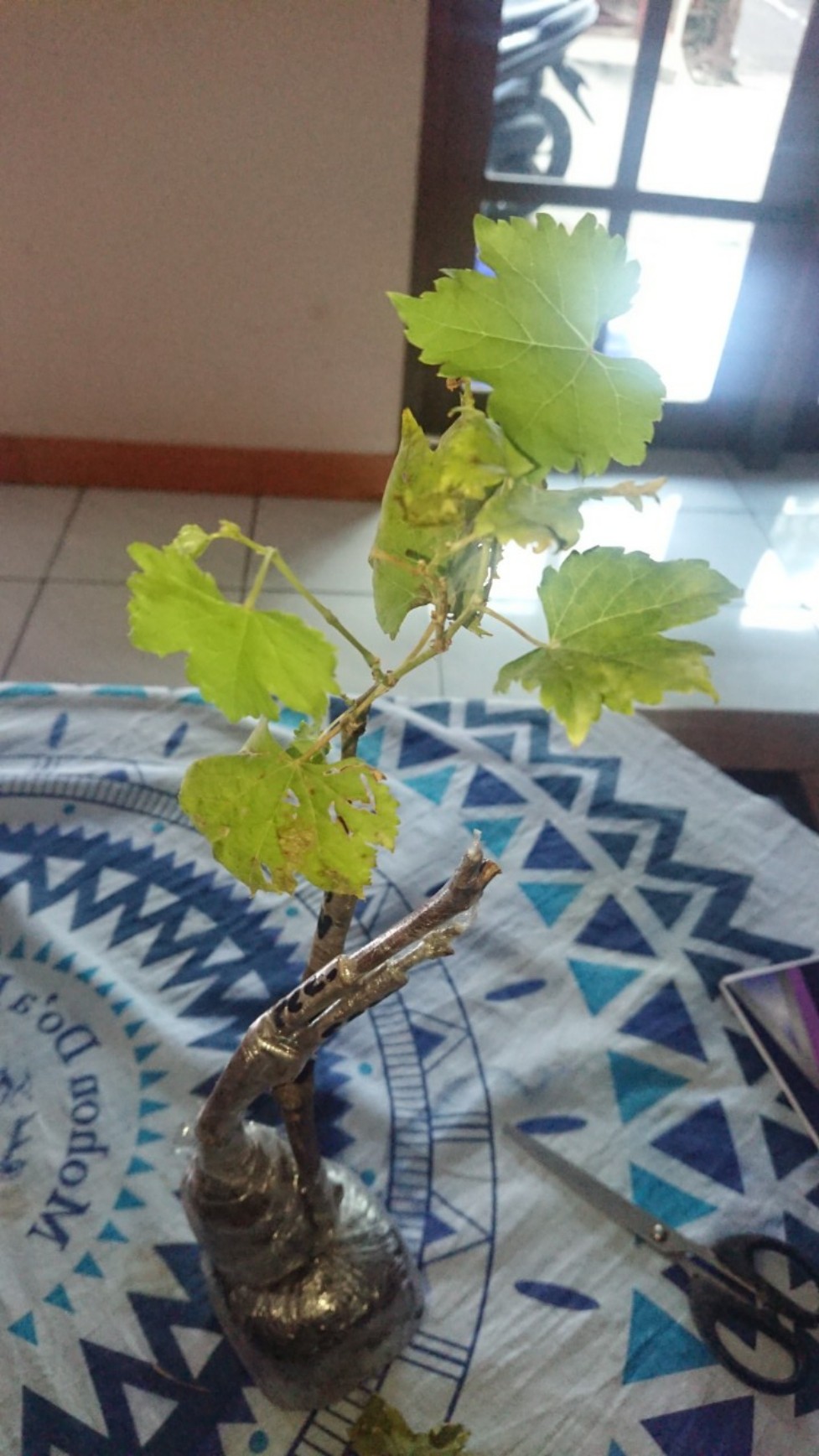 Bibit Anggur Taldun Valid