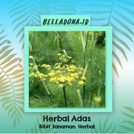 

Bibit Tanaman Herbal Adas