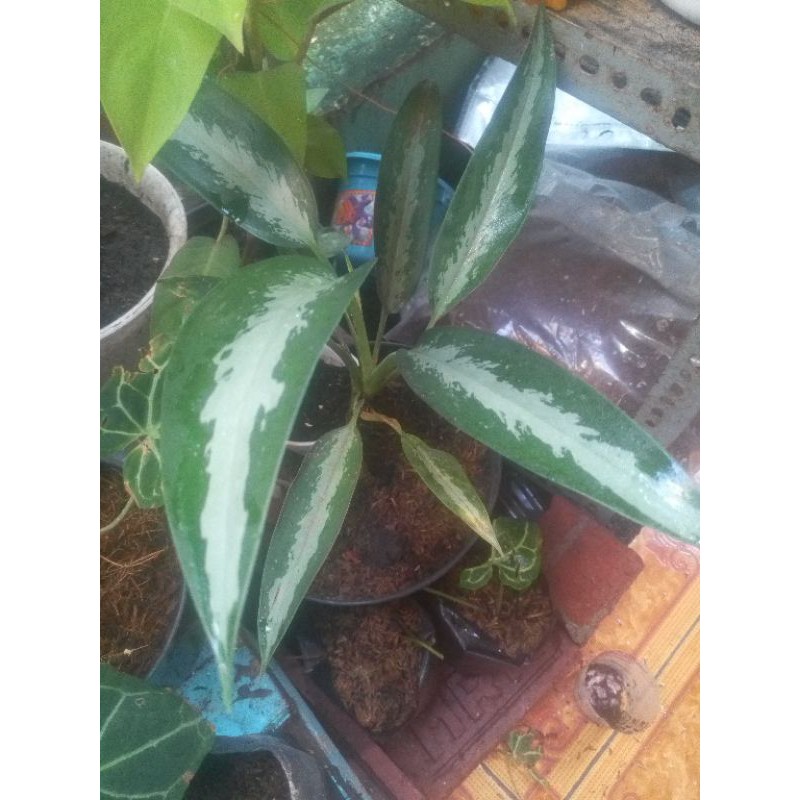 tanaman sri rejeki silver hijau