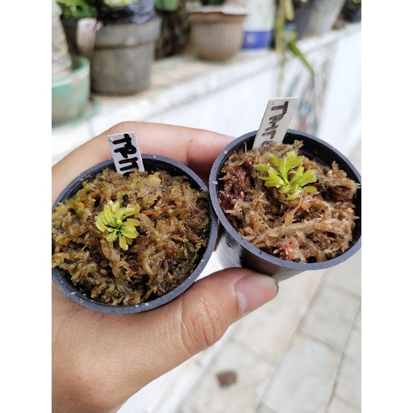 Tanaman Karnivora VFT Triton Size Kecil