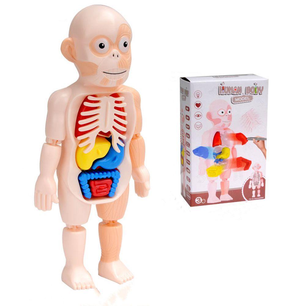 R-flower Mainan Puzzle Rakitan Model Organ Tubuh Manusia 3D DIY