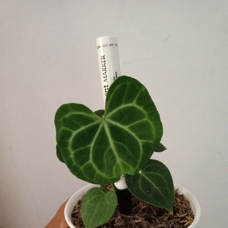 kuping gajah tarantula baby tanama tren 2020