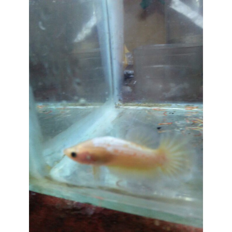 cupang male yellow fancy cooper ajiib real pict