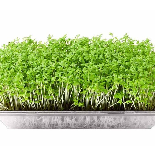 

Daun Microgreen Sayuran Edible Flower Bunga Edibel Daun Garnish Salad Segar