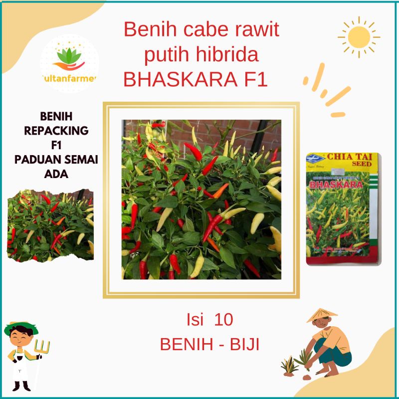 10 Biji Benih Cabe Putih Hibrida BHASKARA F1