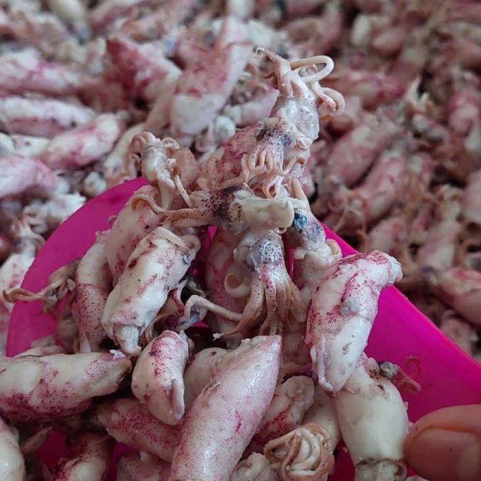 

cumi baby asin/baby cumi asin frozen 1kg
