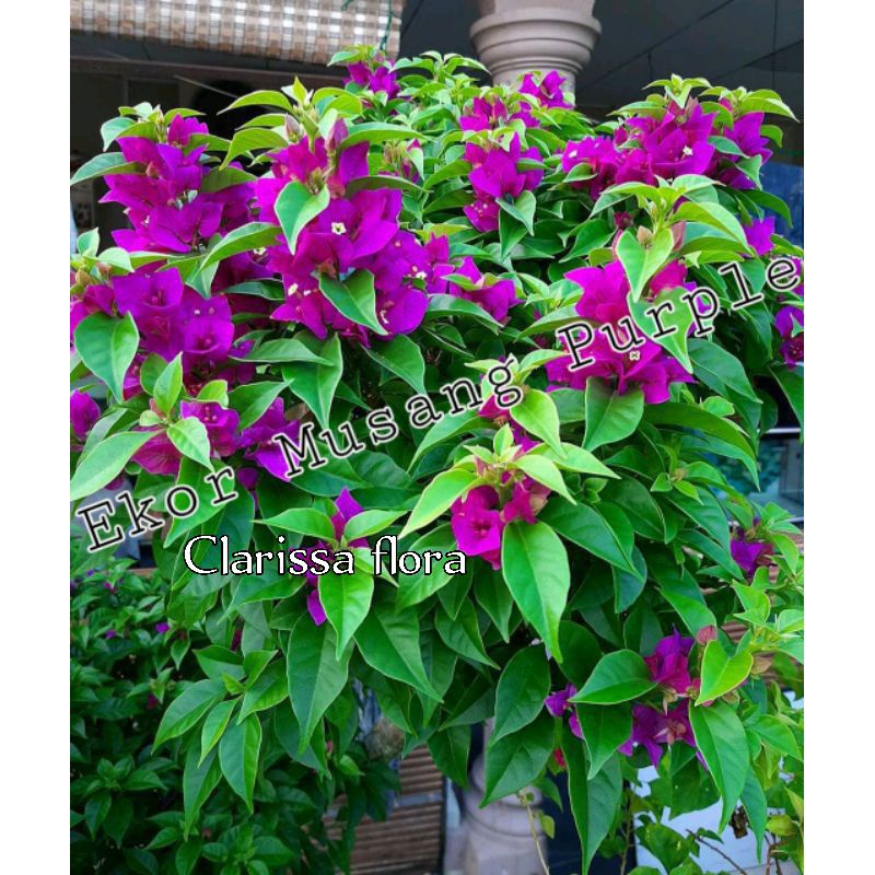 TANAMAN HIAS BOUGENVILLE UNGU TUA