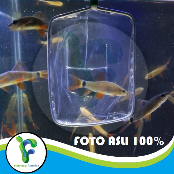 Ikan Hias Aquascape Redfin Black/Redfin Hitam