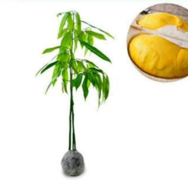BIBIT DURIAN MUSANG KING 3 KAKI ASLI