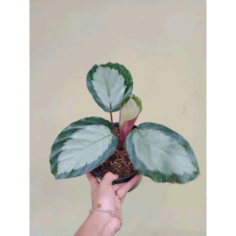 Tanaman hias calathea drag star