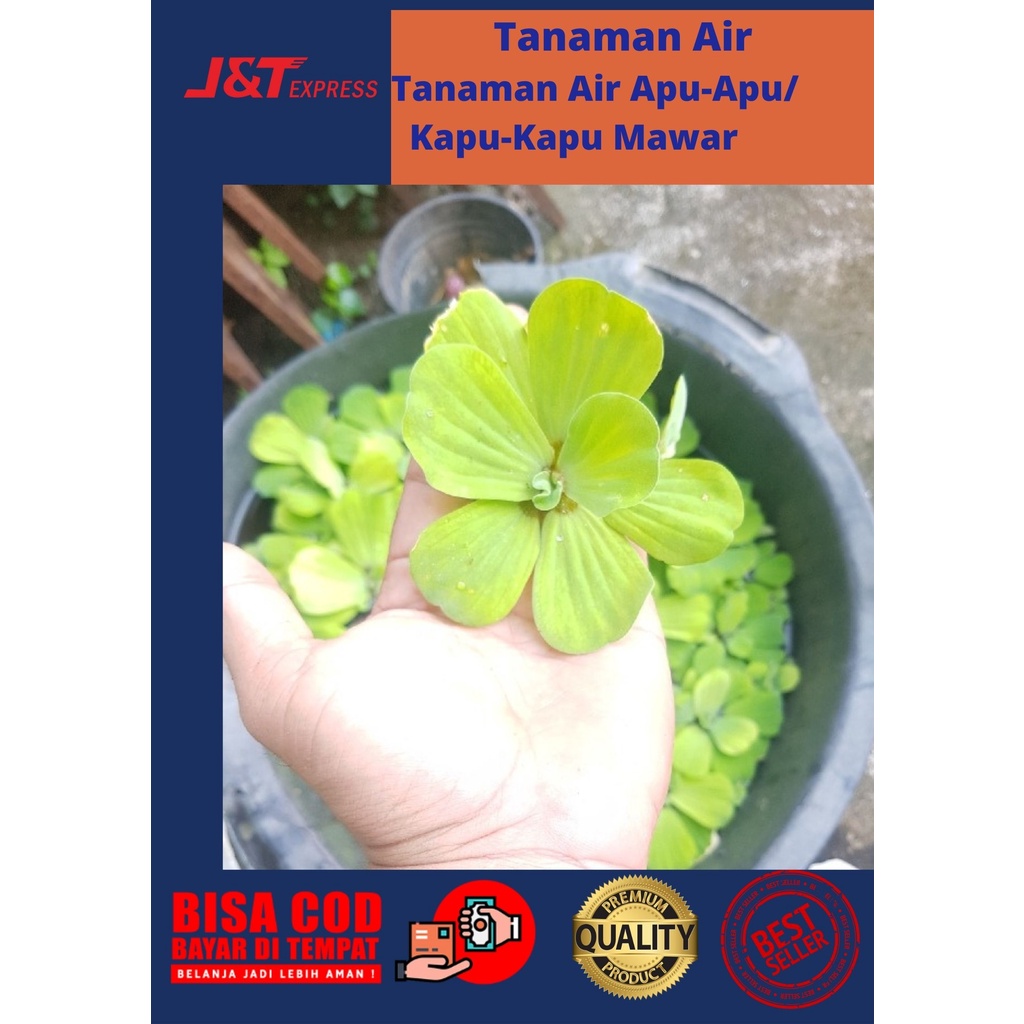 Tanaman Air Apu-Apu / Kapu-Kapu Mawar Buat kolam